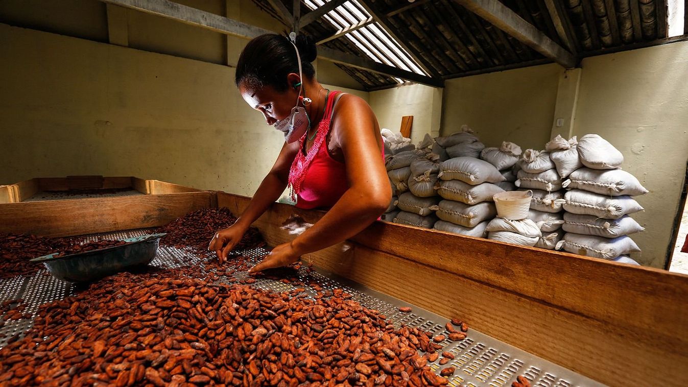 Brazilian Altiele Carvalho dos Santos, 32, sorts cocoa beans at the Altamira farm in Itajuipe, Bahia state, Brazil, on December 13, 2019. Brazil was the second largest cocoa world producer in the 80's and is now organising to recover positions in the international market, aiming at luxury chocolate. A quality seal of Protected Geographical Indication was created in the south of Bahia state, making the activity profitable and promoting the development of the region. (Photo by RAFAEL MARTINS / AFP)