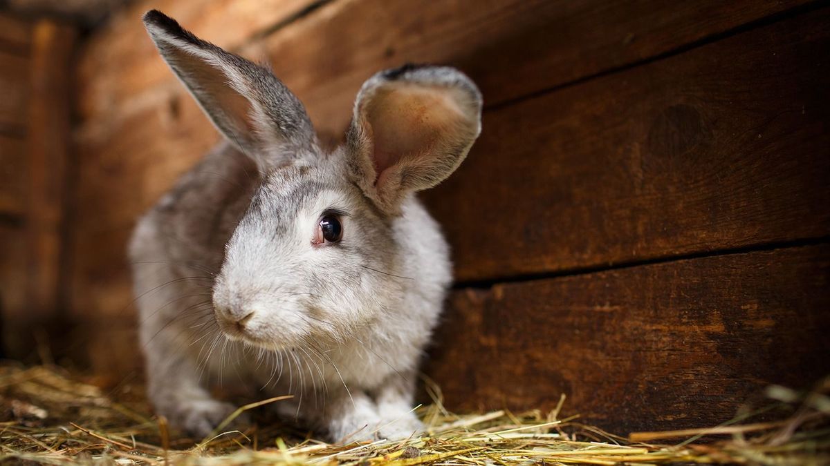 A népszerűsítő kampányok ellenére is mellőzik a nyúlhúst a magyarok