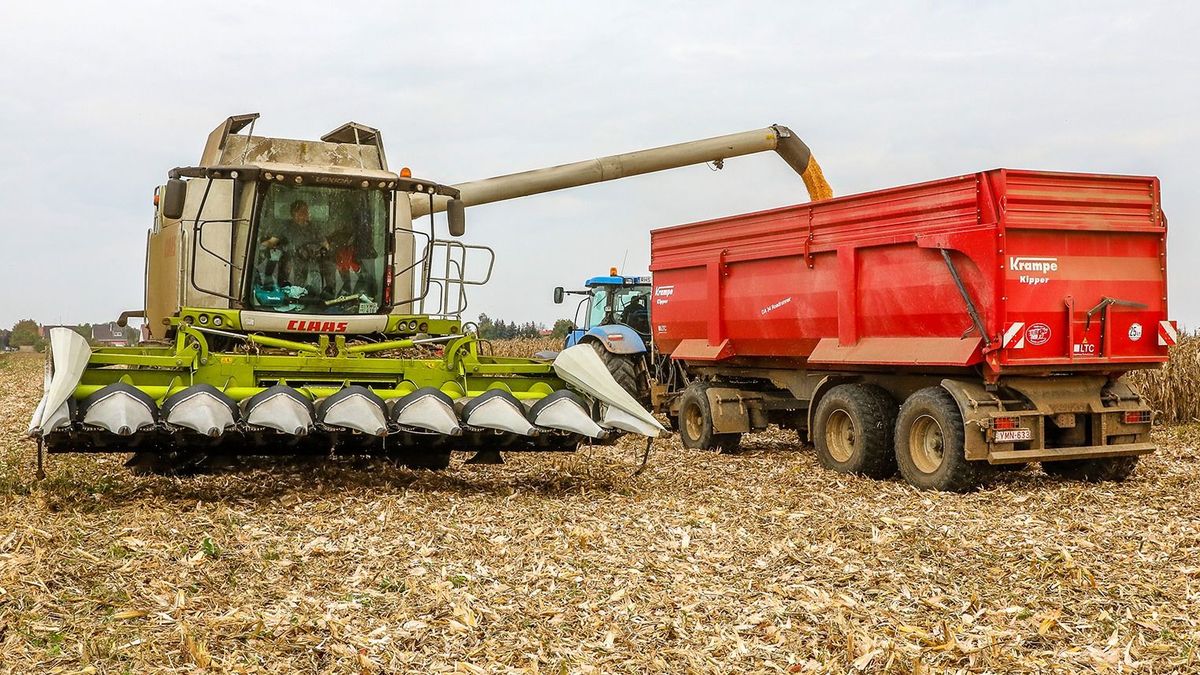 Talány a piacon: Lengyelországban kevésbé fektette meg a terményárakat az ukrán gabona