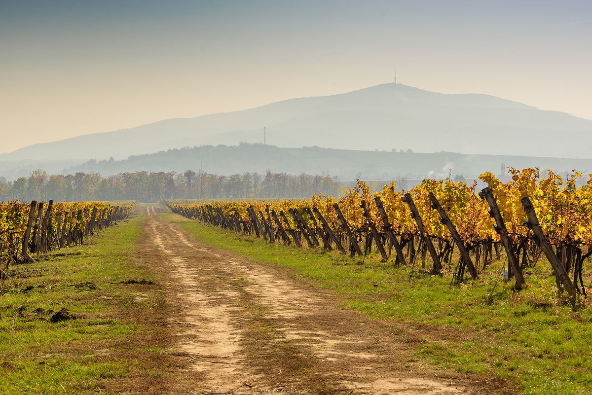 Autumn,Colors,,Grapevines,With,Tokaj,Hill,In,The,Background,During