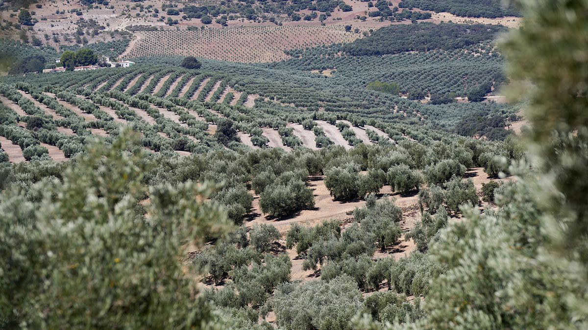 Extreme hot weather, drought cause sharp drop in olive production in Spain