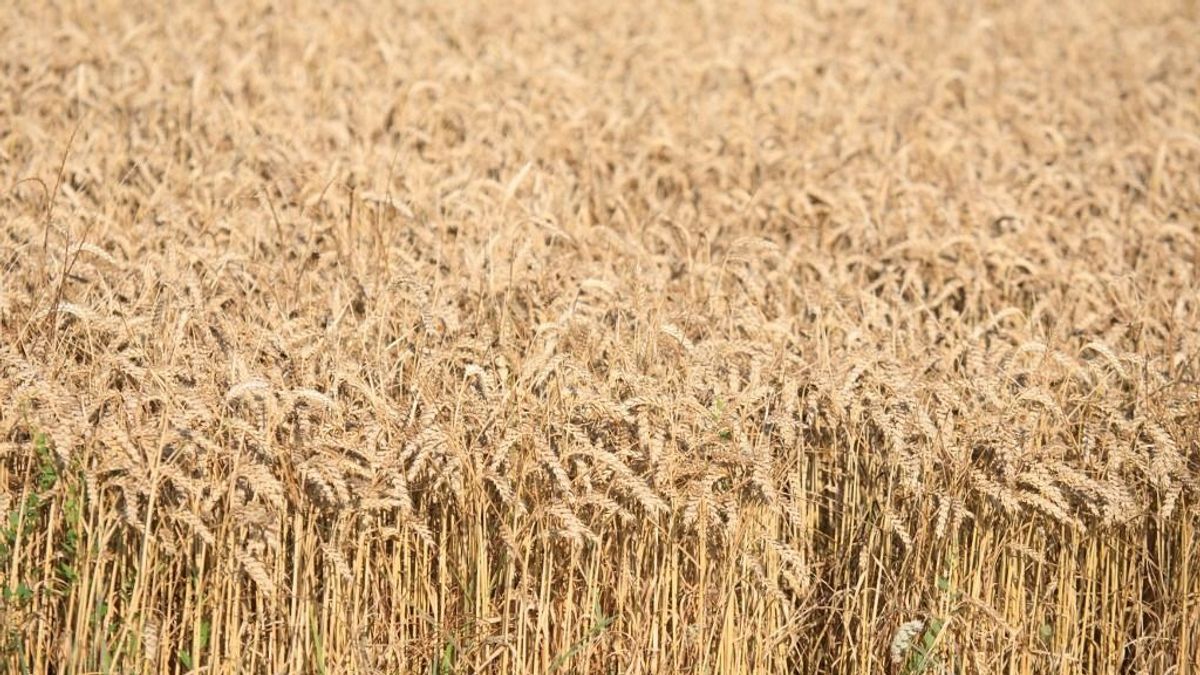 A szerbiai gazdák is a gabonapiac szabályozását követelik