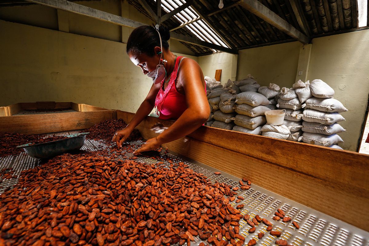 Brazilian Altiele Carvalho dos Santos, 32, sorts cocoa beans at the Altamira farm in Itajuipe, Bahia state, Brazil, on December 13, 2019. Brazil was the second largest cocoa world producer in the 80's and is now organising to recover positions in the international market, aiming at luxury chocolate. A quality seal of Protected Geographical Indication was created in the south of Bahia state, making the activity profitable and promoting the development of the region. (Photo by RAFAEL MARTINS / AFP)