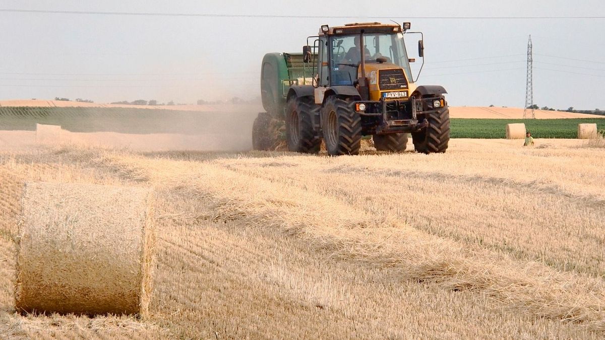 Íme a legfontosabb tudnivalók a termőföld bérbeadásáról