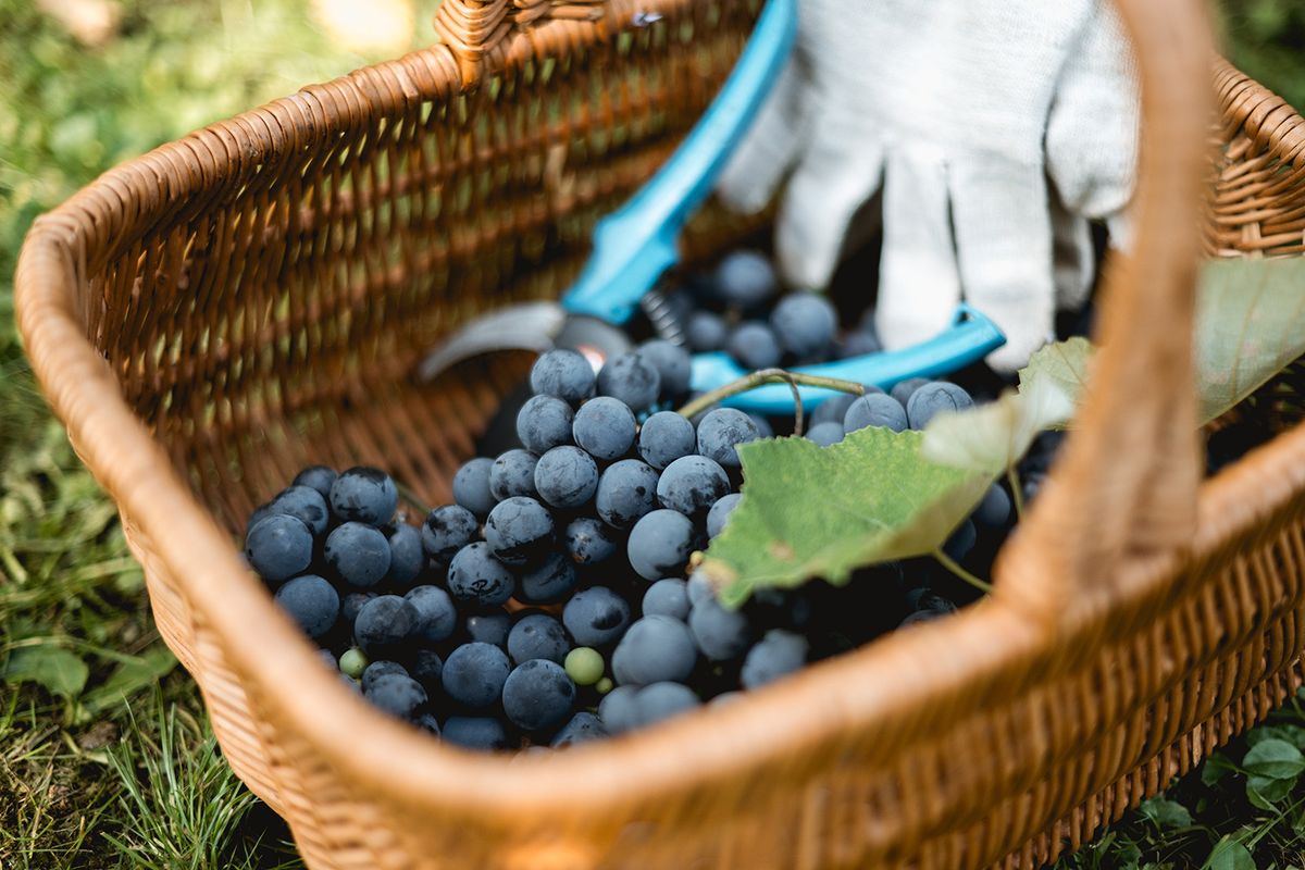 Bunches,Of,Fresh,Blue,Grapes,In,Basket,In,The,Vineyard.
