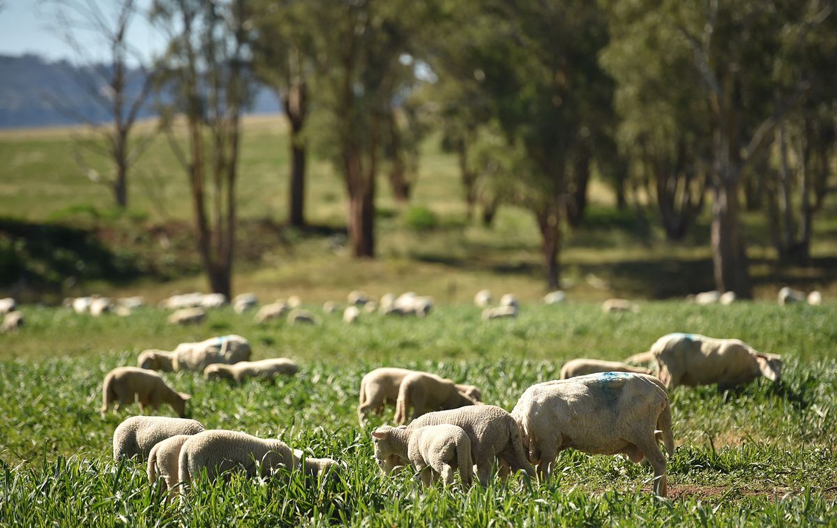This photo taken on May 4, 2020 shows sheep feeding on lush grass on the property of Australian farmer Kevin Tongue near the rural city of Tamworth, 450 kilometres north-west of Sydney. The age of coronavirus has brought new challenges for Australia's drought, flood and bushfire-stricken farmers, but sustained rainfall and fresh green shoots are bringing hope of better times ahead. (Photo by PETER PARKS / AFP)