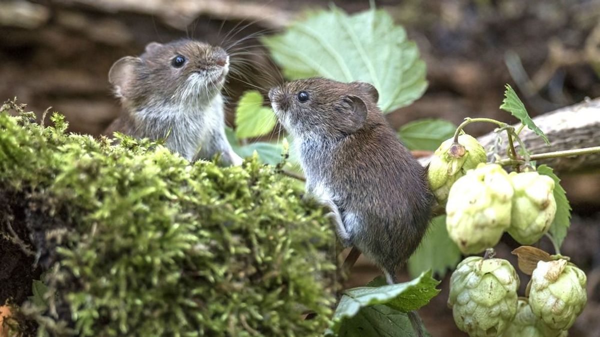 Nem elég az ukrán gabona, sok helyen pockok pusztítanak a földeken