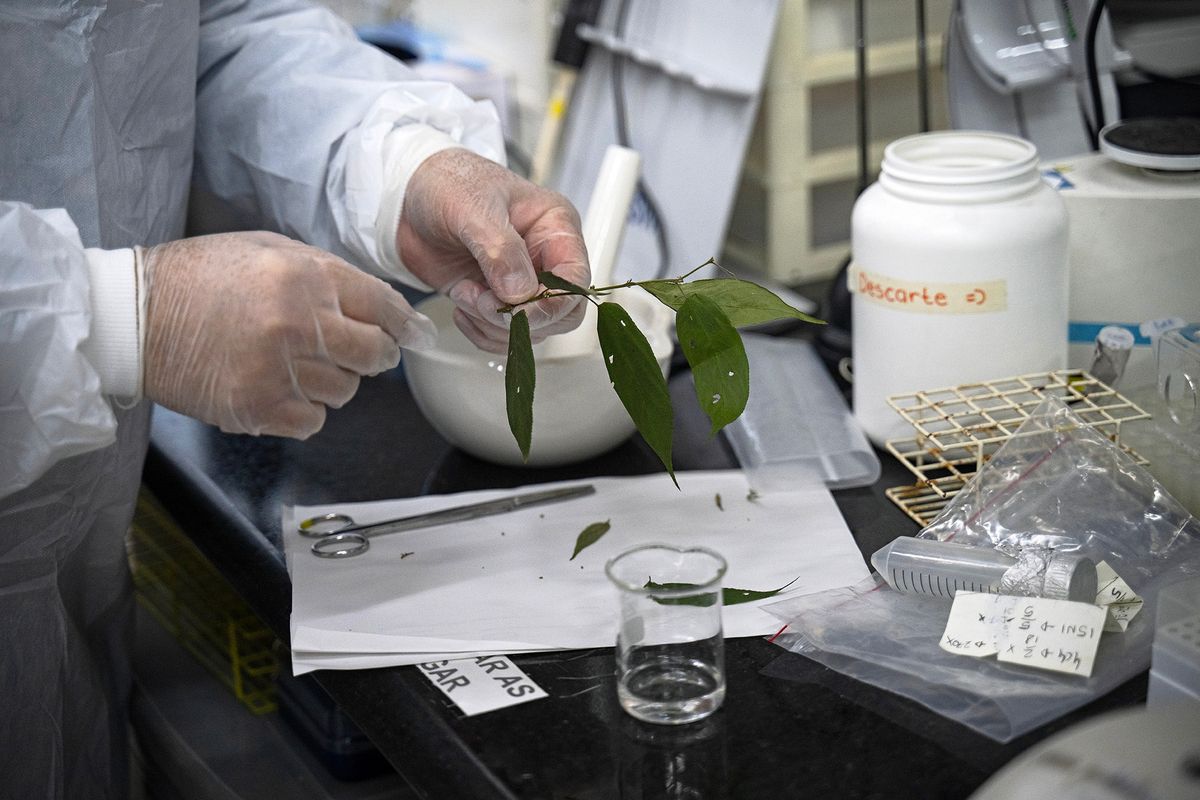 Brazilian molecular biologist Rodrigo Moura Neto separates fruit and flowers from the Trema micrantha blume plant at the Federal University of Rio de Janeiro (UFRJ) in Rio de Janeiro, Brazil, on June 23, 2023. The fast-growing, homely plant, Trema micrantha blume, is native to the Americas, where it is widespread and often considered a weed. But Moura Neto recently discovered its fruits and flowers contain one of the active ingredients in marijuana: cannabidiol, or CBD, which has shown promise as a treatment for conditions including epilepsy, autism, anxiety and chronic pain. Crucially, he also found it does not contain the other main ingredient in pot, tetrahydrocannabinol, or THC -- the substance that makes people high. That opens the possibility of an abundant new source of CBD, without the complications of cannabis, which remains illegal in many places. (Photo by CARL DE SOUZA / AFP)