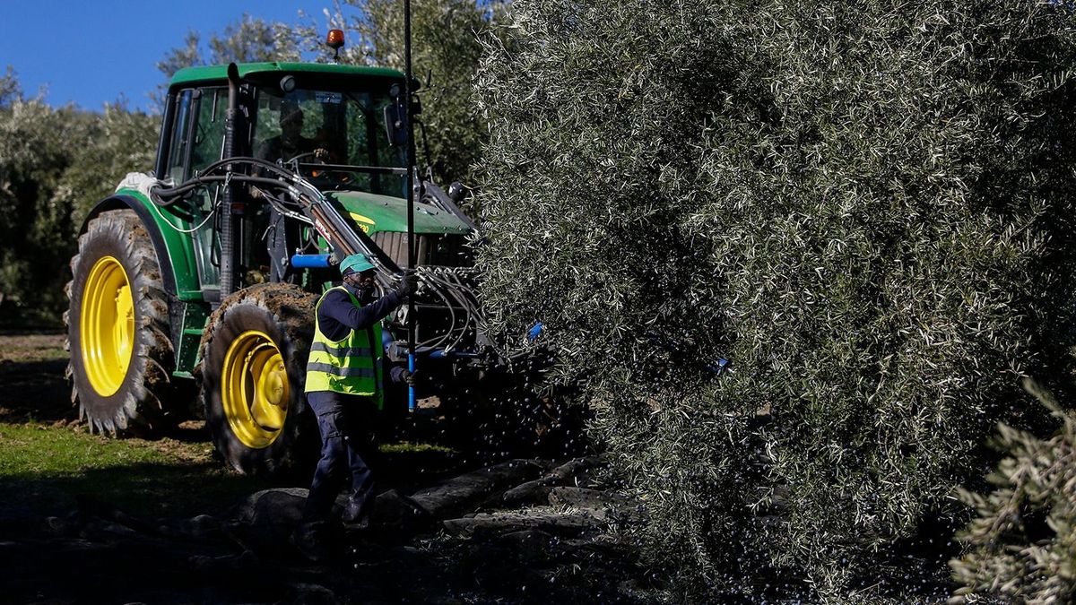 A szokásosnál sokkal kevesebb olívaolaj lesz az idén