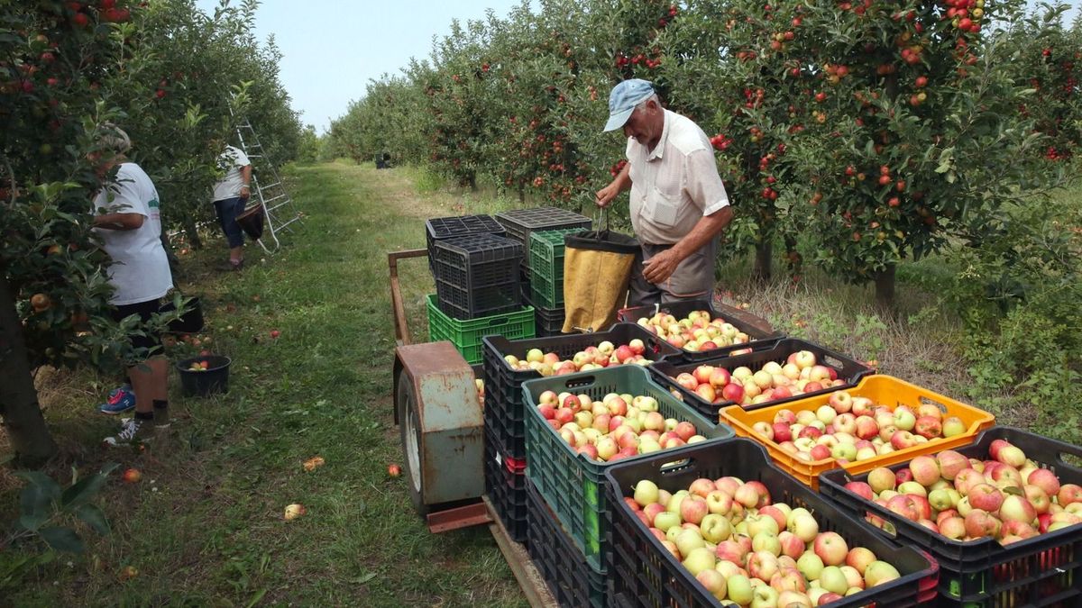 Közepes lett az almatermés, ezt az árakon is megérezzük