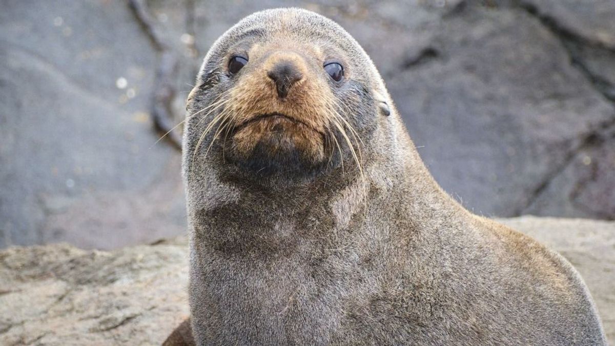 Madárinfluenza pusztítja tömegesen az oroszlánfókákat
