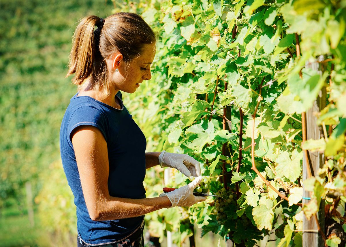 Happy,Young,Girl,Cutting,Grapes,At,Vineyard,In,Summer.,Woman