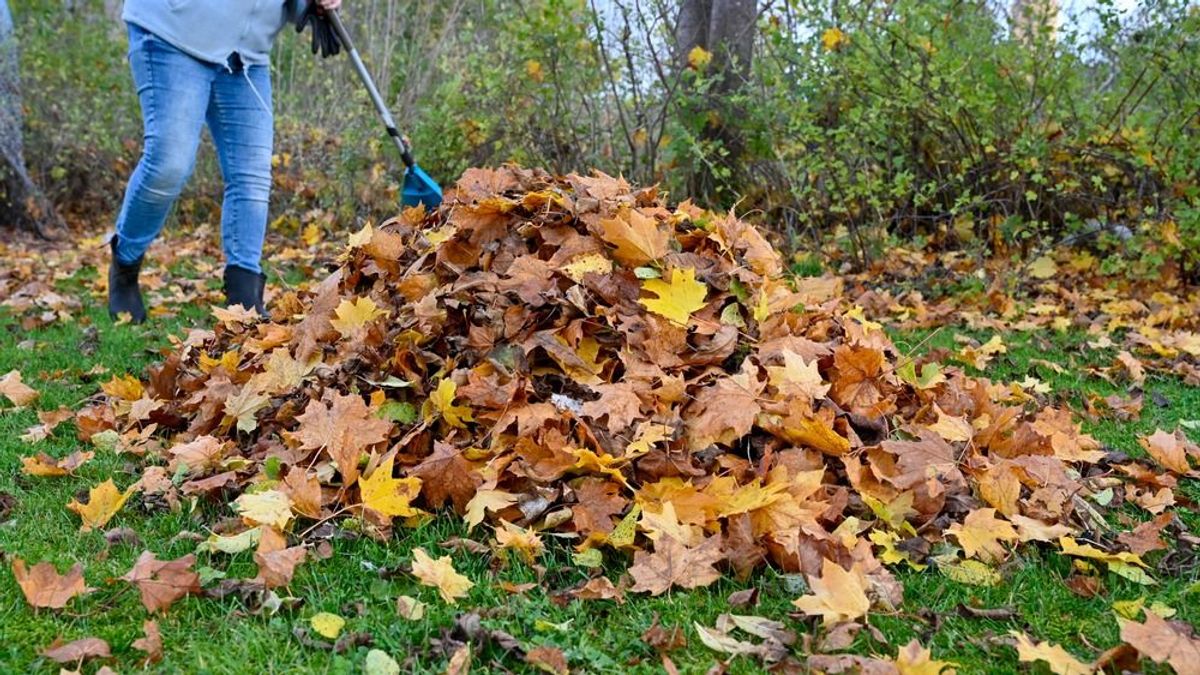 Szecskázzunk: a legdrágább termék végzett a lista végén