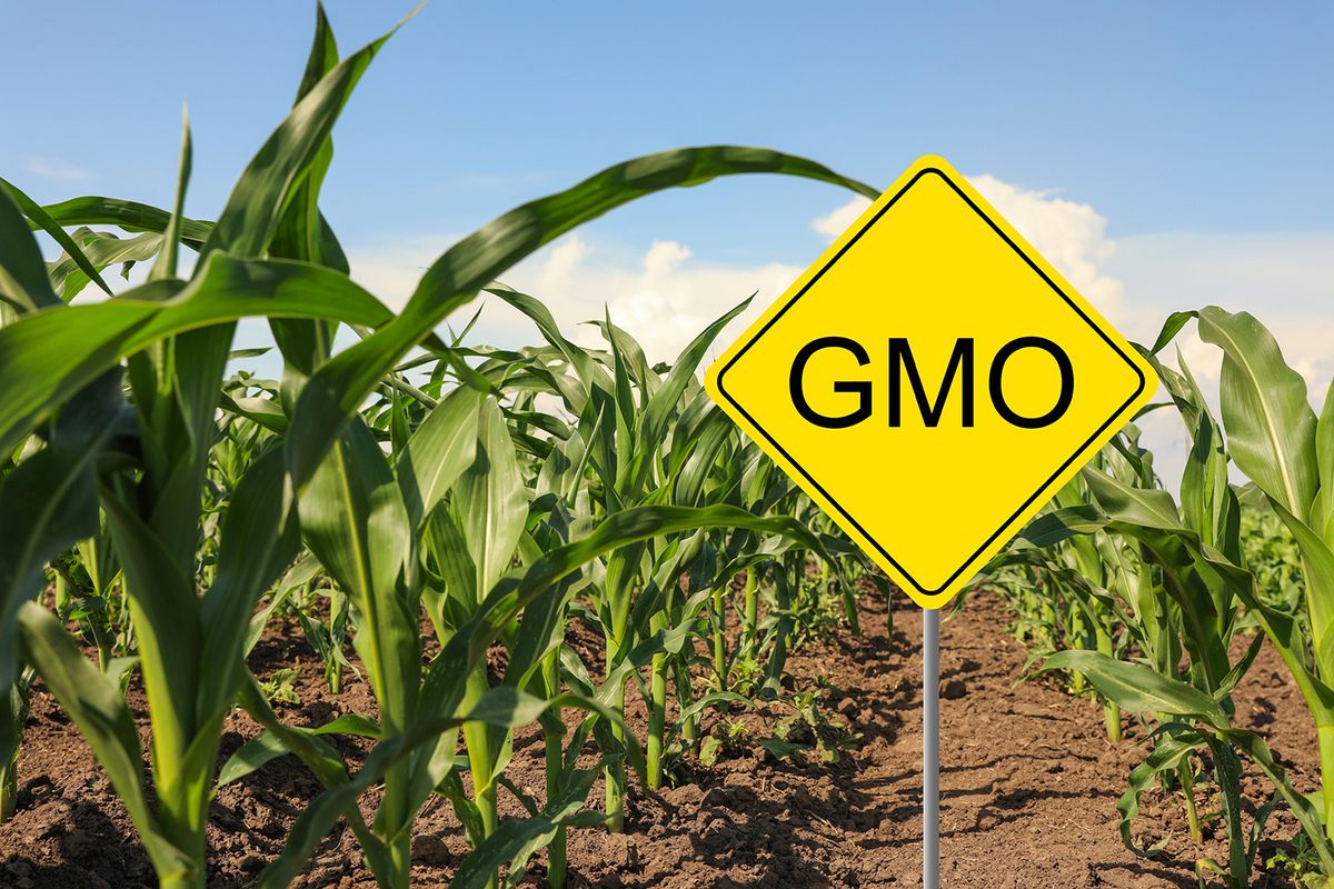 Sign,With,Abbreviation,Gmo,In,Corn,Field,On,Sunny,Day