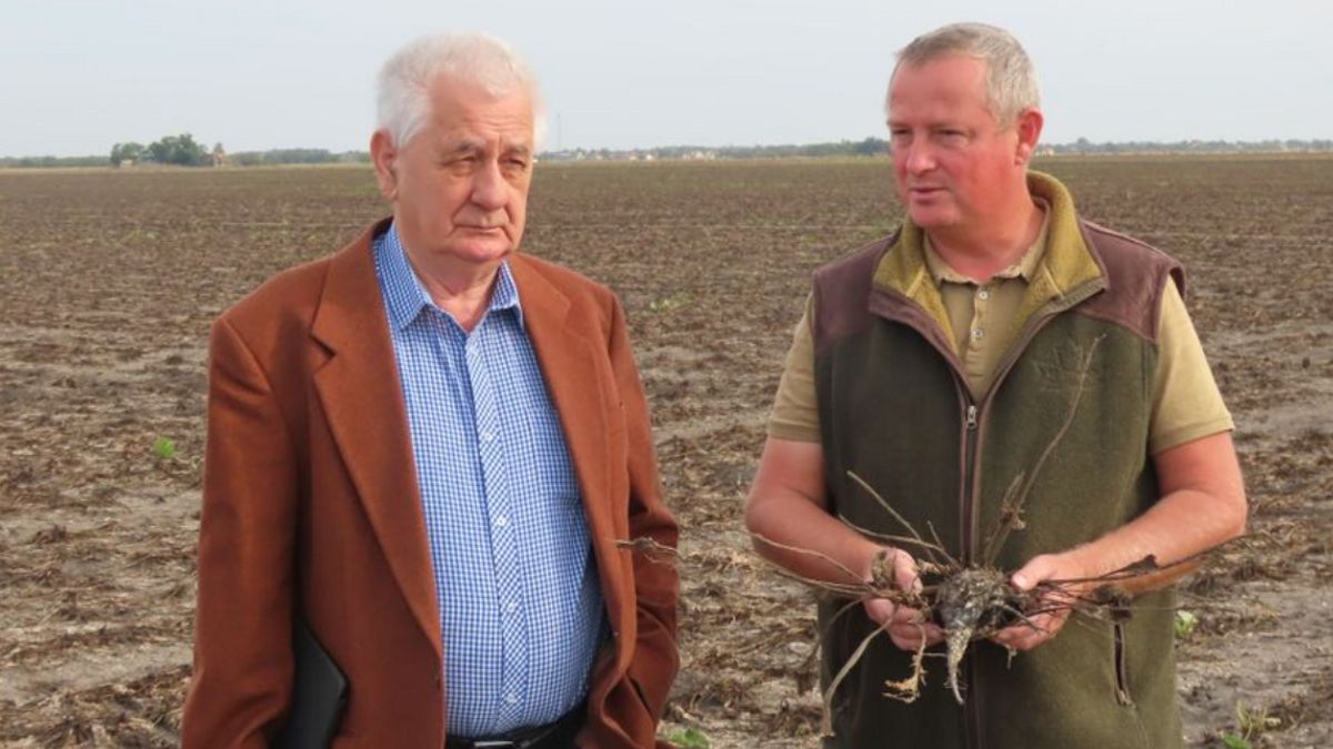 Megette a gomba a cukorrépát az Alföldön