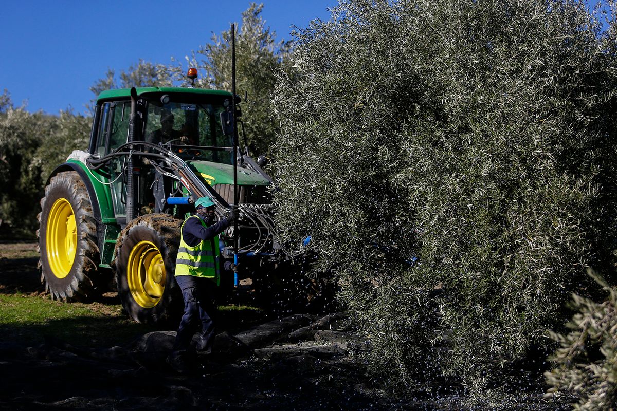 Olive Harvesting Amid The Coronavirus Pandemic In Jaen, Spain