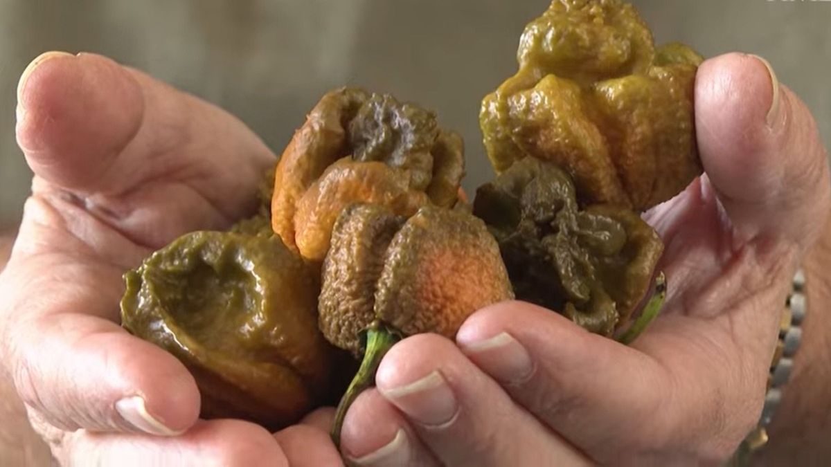 Ez a világ legcsípősebb paprikája: bekerült a Guinness-rekordok Könyvébe a Pepper X