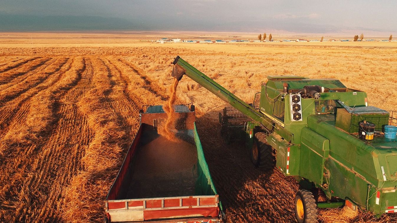 BALIKUN, CHINA - OCTOBER 1, 2023 - A farmer drives a harvester to harvest wheat in Balikun, Xinjiang Province, China, Oct 1, 2023. (Photo by Costfoto/NurPhoto) (Photo by CFOTO / NurPhoto / NurPhoto via AFP)