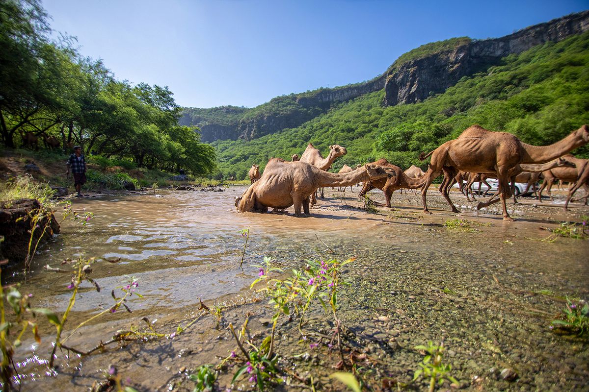 DHOFAR, OMAN - SEPTEMBER 28: Camels are seen during their long journey to reach the coastline in Dhofar, Oman on September 28, 2023. Due to hot weather and mosquitoes at the highlands of Dhofar, the camels travel to the coastlines to enter the cool waters in summer. Ahmed Abdalkawey / Anadolu Agency (Photo by Ahmed Abdalkawey / ANADOLU AGENCY / Anadolu via AFP)
