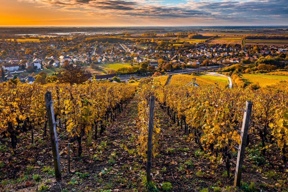 Tokaj,,Hungary,-,The,World,Famous,Hungarian,Vineyards,Of,Tokaj