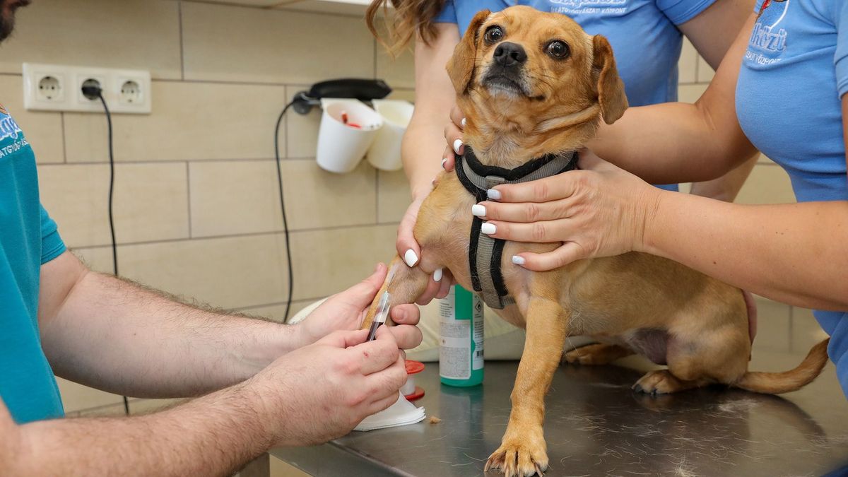 Egyre többen biztosítják a kisállataikat is