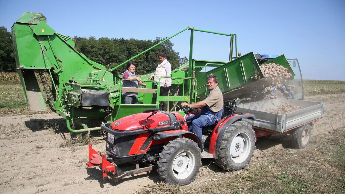 Hiába nyomta le az ukrán gabona a kalászosok árát, alig csökkent a búza vetésterülete