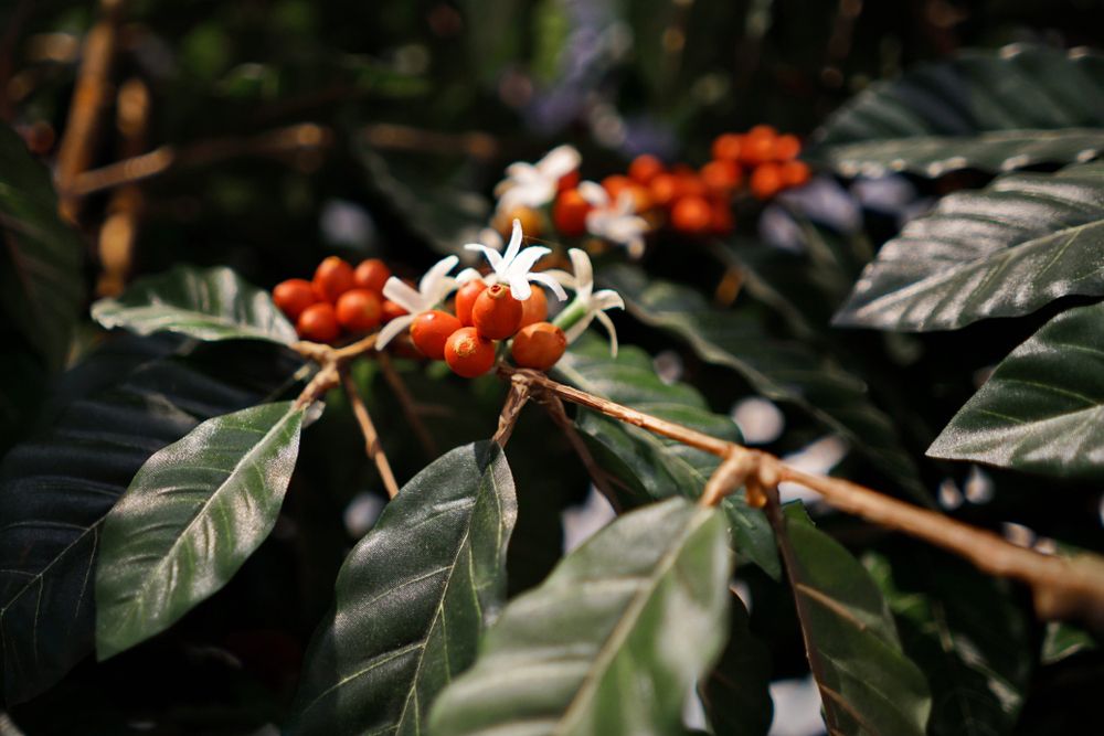 Coffee,Plant,With,Blossom,And,Fruits,,With,Selective,Focus,On