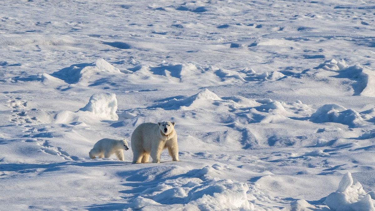 A sarki jég eltűnése elapasztja a jegesmedve-anyák tejét