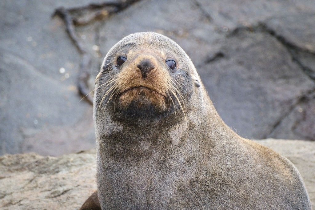 New zealand south island otago region moeraki katiki point sea lion colony