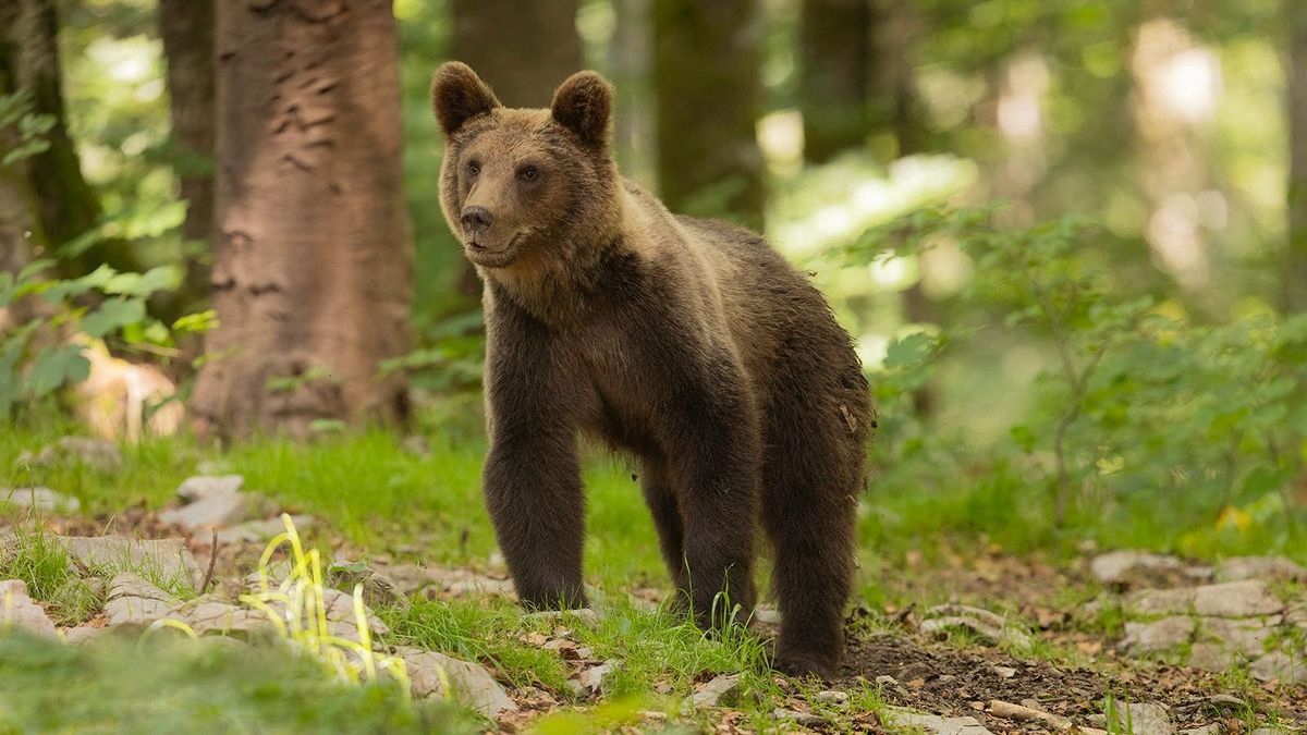 Vadászra támadt a medve, lelőtték