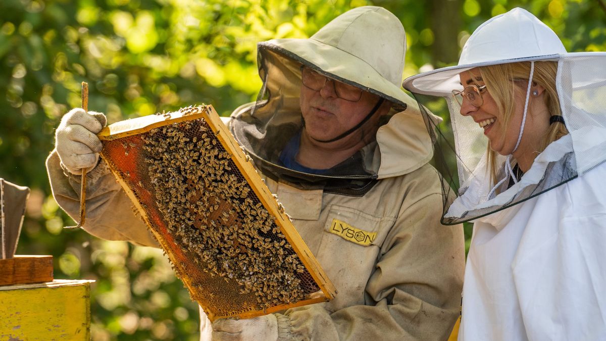 Nektárcsepegtetés közelről: méhkaptárt fogadhatunk örökbe