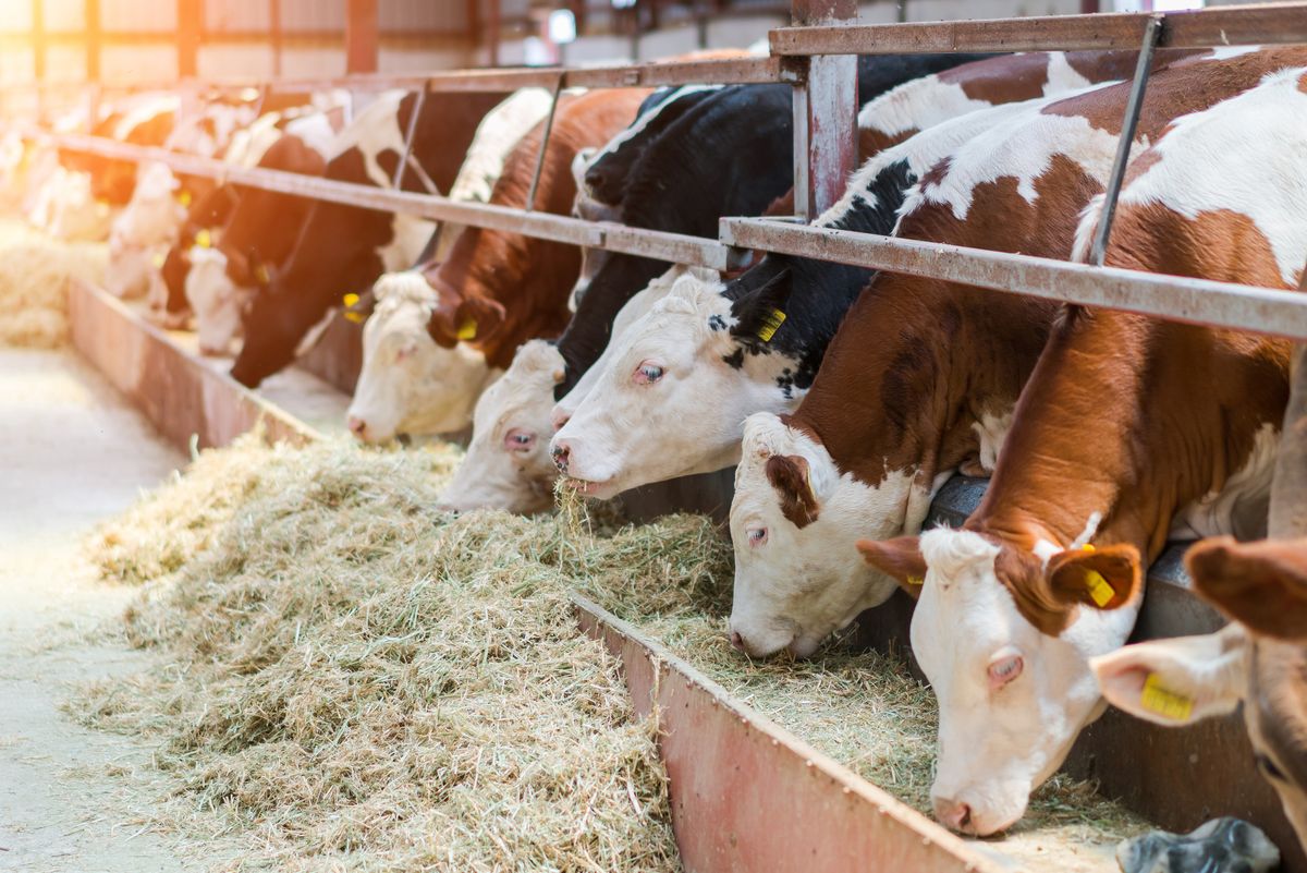 Dairy cows feeding in a free livestock stall
takarmány, tehén, szarvasmarha