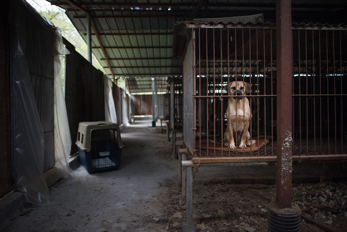 A dog looks out from a cage at a dog farm during a media visit organised by the Humane Society International (HSI) in Wonju, south East of Seoul on April 27, 2016. The dogs were being transported to the US. The business was the fifth and the largest dog meat farm to be closed down by the US-based Humane Society International (HSI). The dogs in the farm, one of thousands across the country, were bred specifically for consumption and confined in their cages from birth until slaughtered for their meat. South Koreans are believed to consume somewhere between 1.5 million-2.5 million dogs every year, but the meat farming industry is in decline, with little demand among the younger generation. (Photo by Ed Jones / AFP)