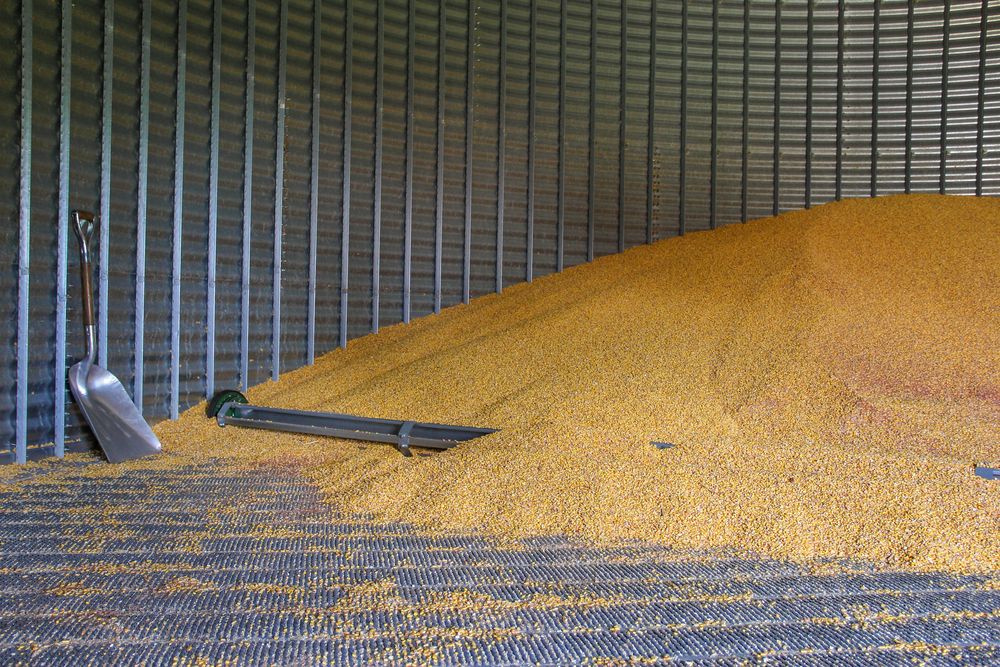 Pile,Of,Corn,Inside,A,Grain,Bin.