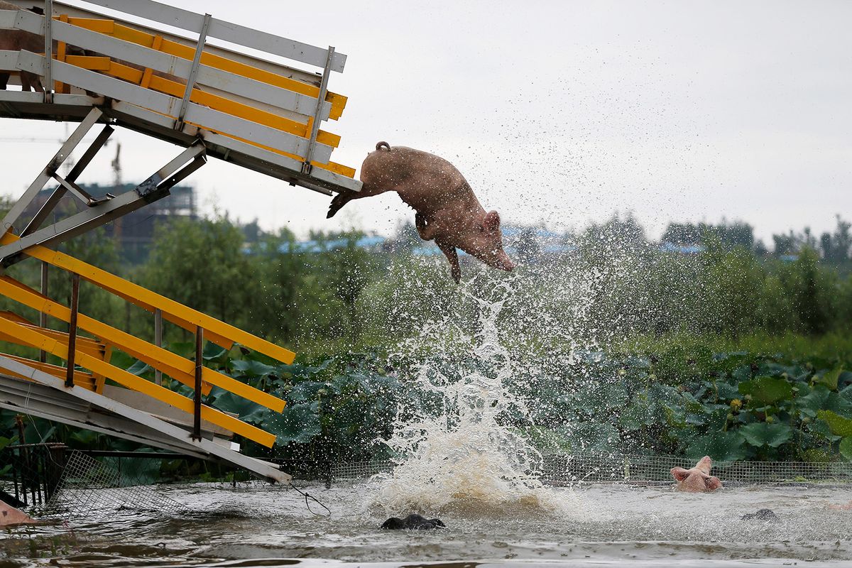 A pig jumps off a platform and dives into the water during a daily training at a pig farm in Sanjiazhai village, Lixiang town, Shenyang city, northeast China's Liaoning province, 17 August 2017.A pig farm in a village of Shenyang has developed a new way to raise pigs. Every day, more than 10,000 pigs are trained to dive from two platforms with heights of 3 meters in Sanjiazhai village, Lixiang town of Shenyang, northeast China's Liaoning province. It is said that these pigs are fed with green plants in the farm. They are also trained to do more exercises such as diving in order to taste tenderer. (Photo by Yang yang / Imaginechina / Imaginechina via AFP)
