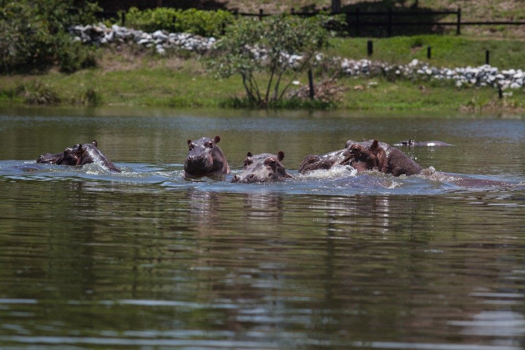Narco Legacy In ColombiaDORADAL - COLOMBIA, AUGUST 18: Hippopotamuses swim in one of the lakes near by Hacienda Napoles in Doradal, Colombia, August 18, 2019. Pablo Escobar owned Hacienda Naples where he set up his personal theme park and a private zoo in the early 1980s. After his death in 1993, the Colombian government confiscated the exotic animals but left four hippopotamuses that have multiplied approximately 50, becoming a hazard for the ecosystem and the inhabitants of Doradal.
 Juancho Torres / Anadolu Agency (Photo by Juancho Torres / ANADOLU AGENCY / Anadolu via AFP)