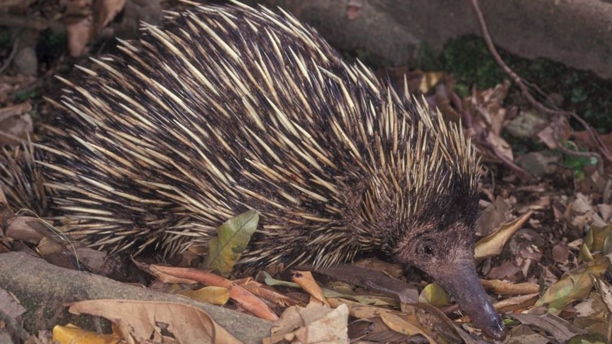 Ezt a vicces állatot 1961 óta most látták először, a névadója Attenborough – videó
