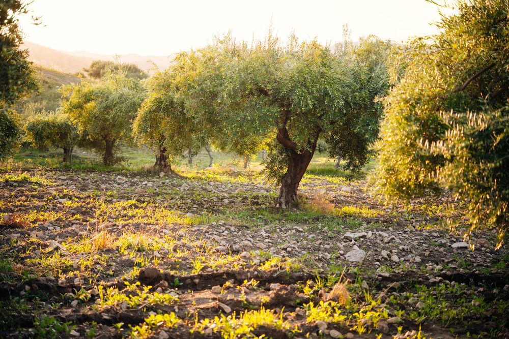 Harvesting,Olives,In,Sicily,Village,,Italy