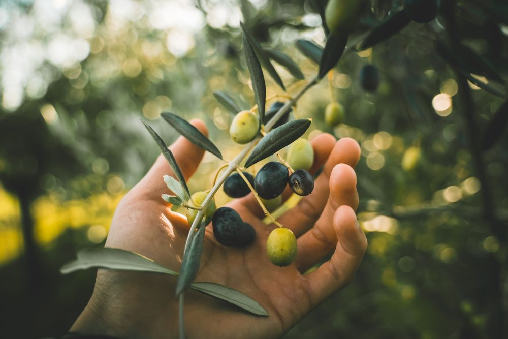 Hand,Picking,Green,And,Black,Olives,On,The,Branch,Tree