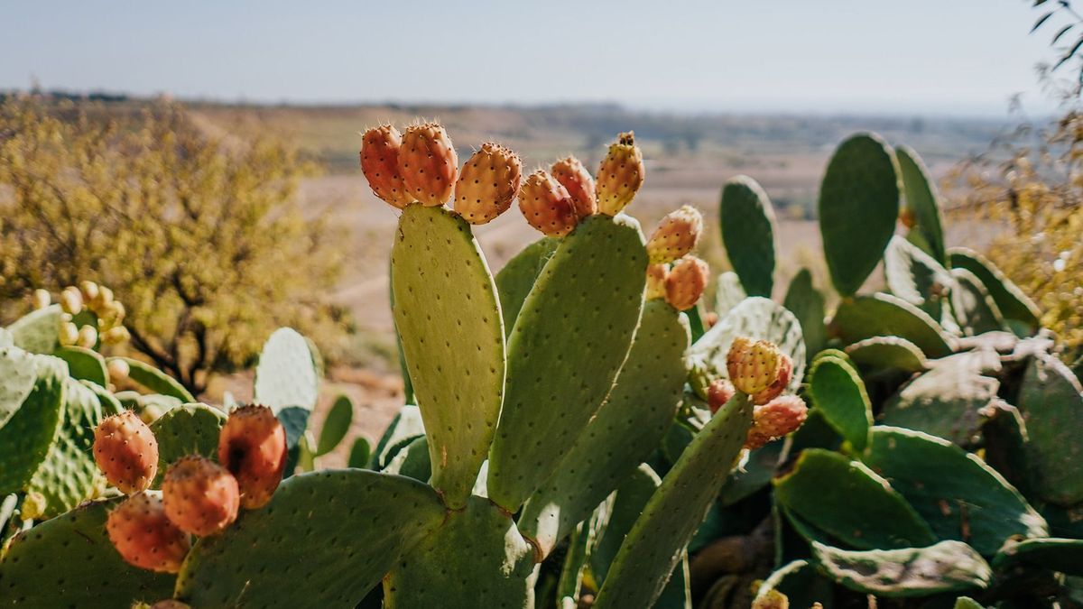 Fügekaktuszból biogáz – a maszáj nők innovációja