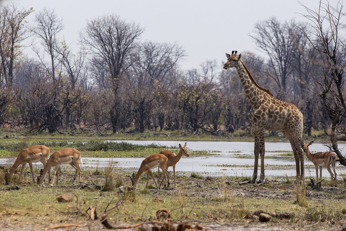 BOTSWANA - OCTOBER 13: A herd of deers graze near a giraffe at the Merami Game Reserve on Okavango Delta in Botswana on October 13, 2023. Botswana, a landlocked country in Southern Africa, has a landscape defined by the Kalahari Desert and the Okavango Delta, which becomes a lush animal habitat during the seasonal floods. The massive Central Kalahari Game Reserve, with its fossilized river valleys and undulating grasslands, is home to numerous animals including giraffes, cheetahs, hyenas and wild dogs. Murat Ozgur Guvendik / Anadolu (Photo by Murat Ozgur Guvendik / ANADOLU / Anadolu via AFP)