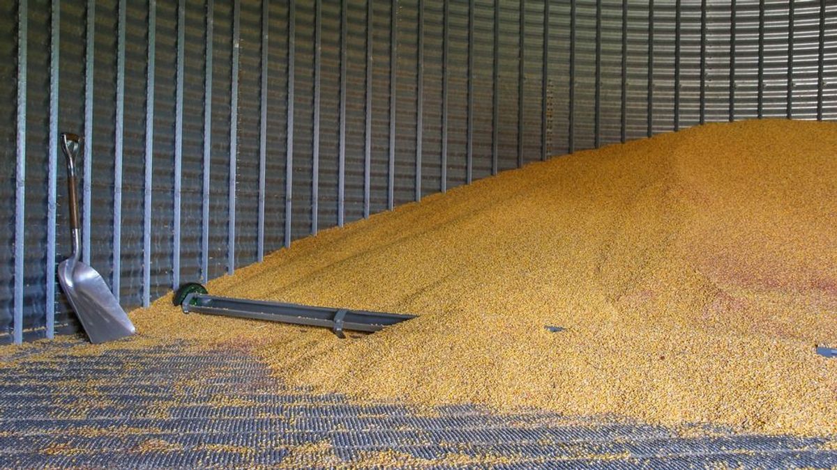 Vesztésre állnak a magyar gabonatermelők a világpiacon, idén már csökken is a búza vetésterülete