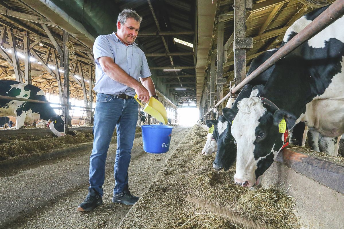 © Unger Tamás20210914 VasaljaNagyot drágult a takarmány ára.Fotó: Unger Tamás UT Vas NépeKépen: Csiszár István, a Pinkamenti Agrár Kft. ügyvezetője a tehenészetét mutatja be