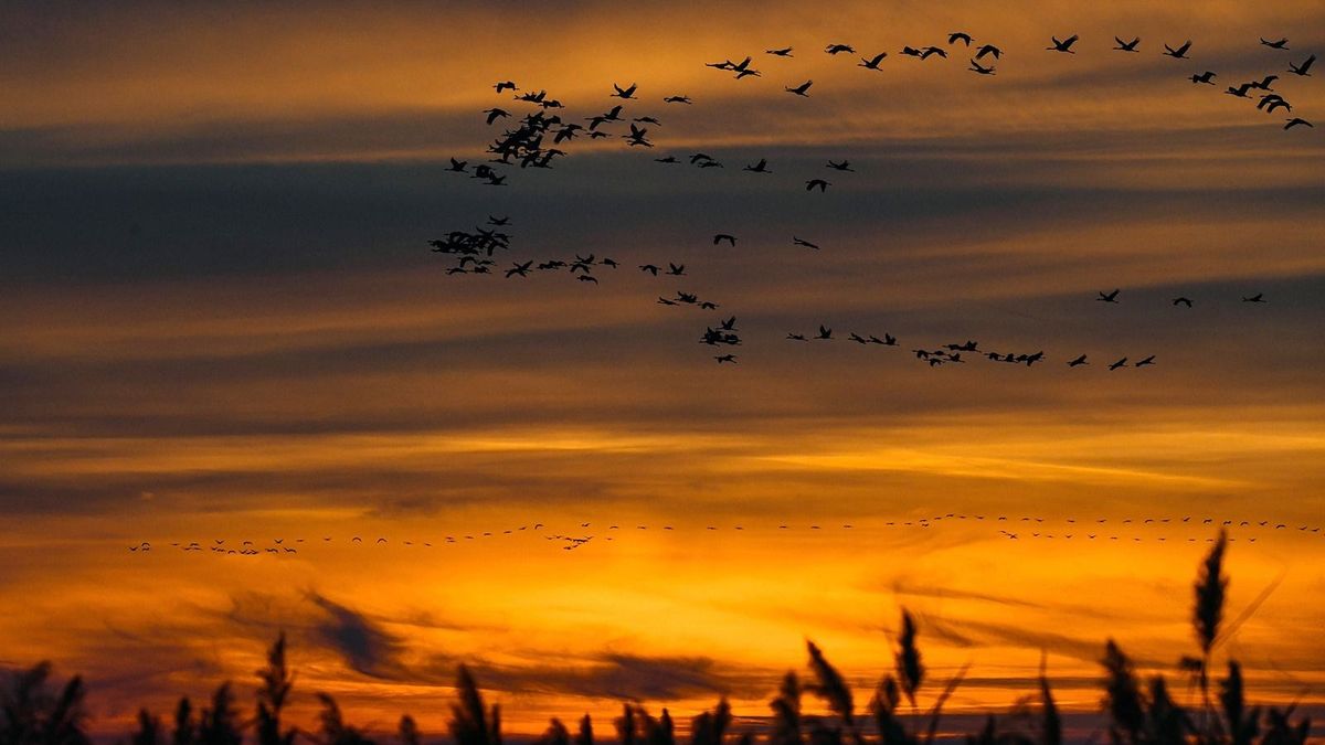 A darvaknak sem kegyelmez a madárinfluenza