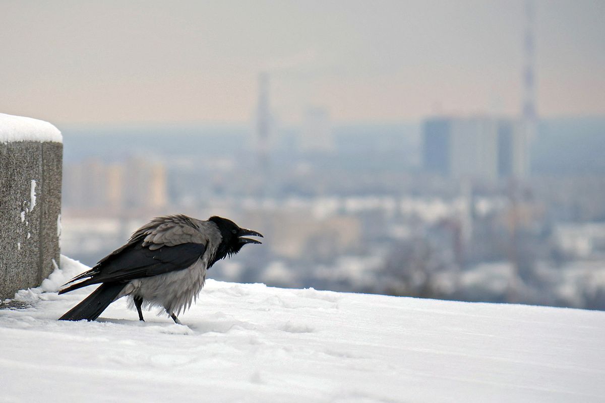 Ukrainian capital gets covered with first snow