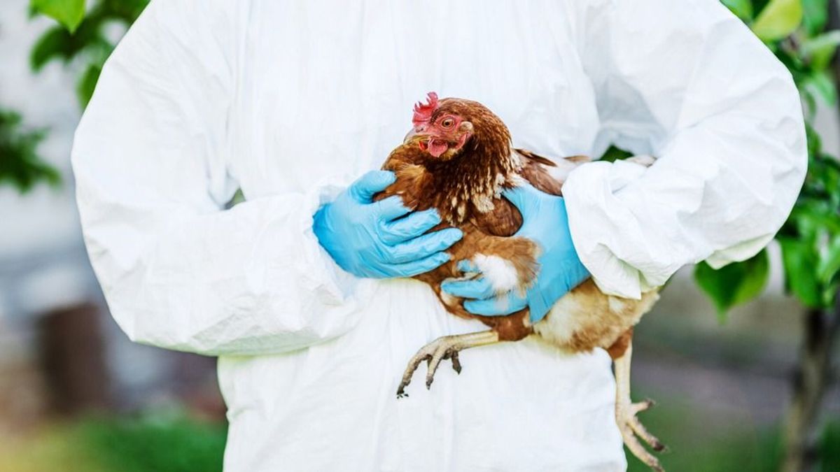 Betört a madárinfluenza az ország keleti részébe