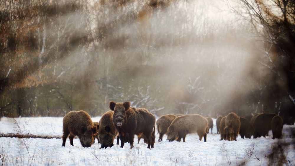 Wild,Boars,On,Winter,Forest