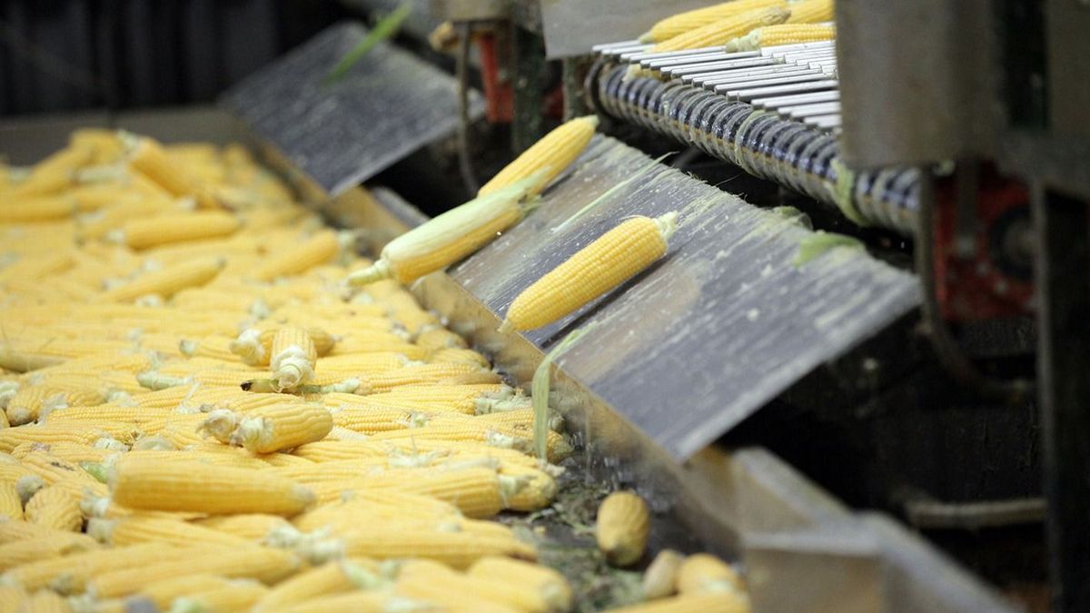 Rekordévet hozott idén a csemegekukorica a Bonduelle-nek