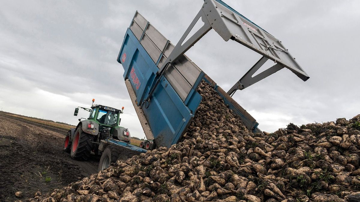 A gabonaválság után ukrán cukordömping fenyegeti Európát - az export korlátozását követelik a francia gazdák
