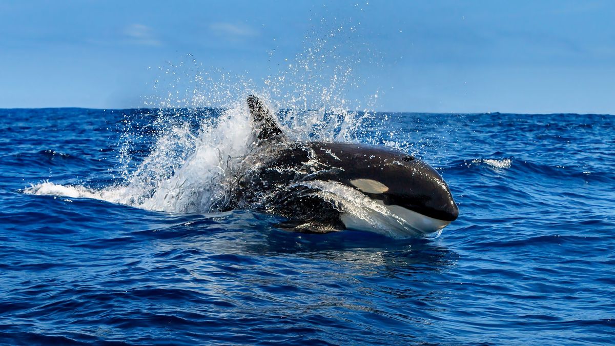 Újabb jachtot süllyesztettek el a gyilkos bálnák 